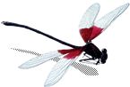 Libellule