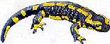 Salamandre